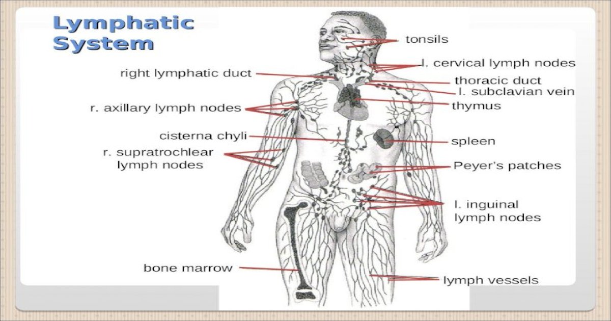 Lymphatic System R Axillary Lymph Nodes L Cervical Lymph Nodes R