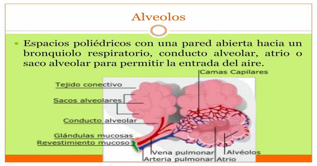 Alveolos Pulmonares Histología De Lesson Pdf Document