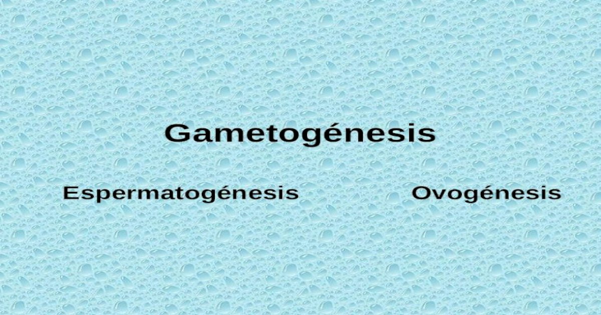 Gametogénesis Espermatogénesis Ovogénesis Se Produce A Partir De