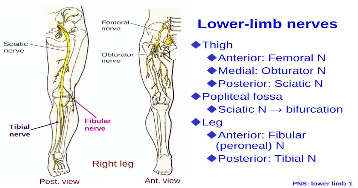 Thigh Anterior: Femoral N Medial: Obturator N Posterior: Sciatic ...