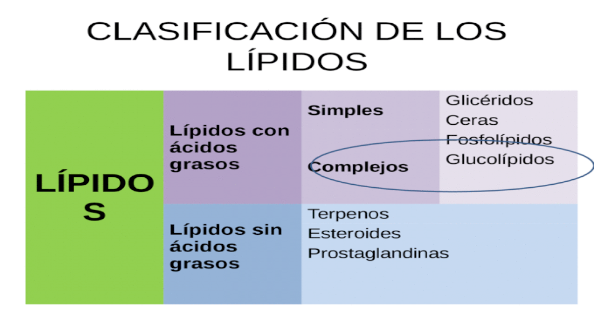 Lipidos Clasificacion De Los Lipidos Images