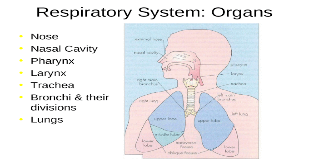 Respiratory System Organs Nose Nasal Cavity Pharynx L - vrogue.co