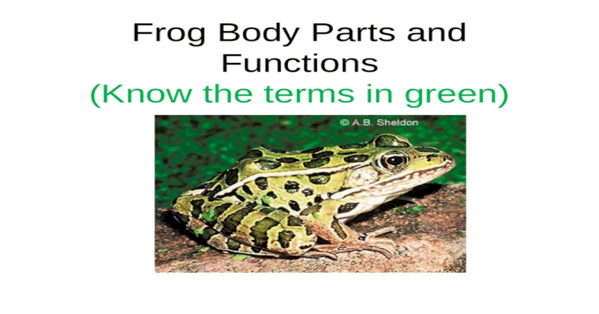 Frog Body Parts and Functions (Know the terms in green ...