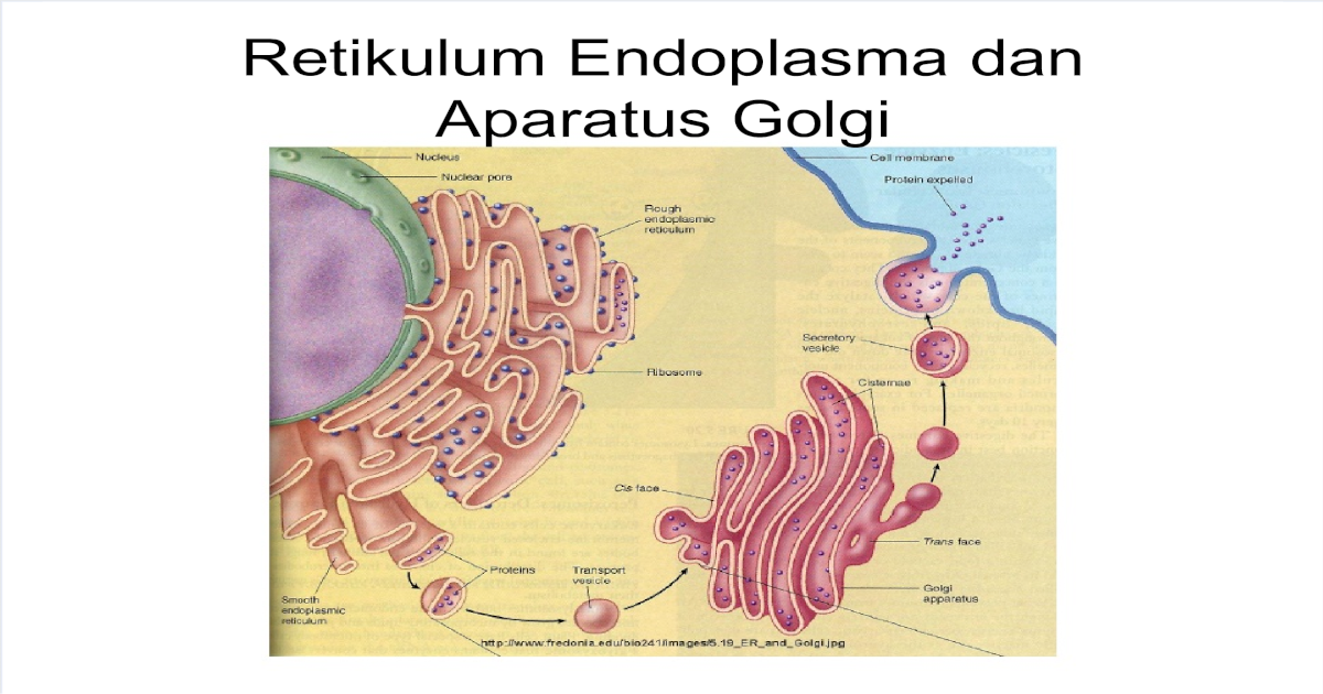 Endoplasma Endoplasma