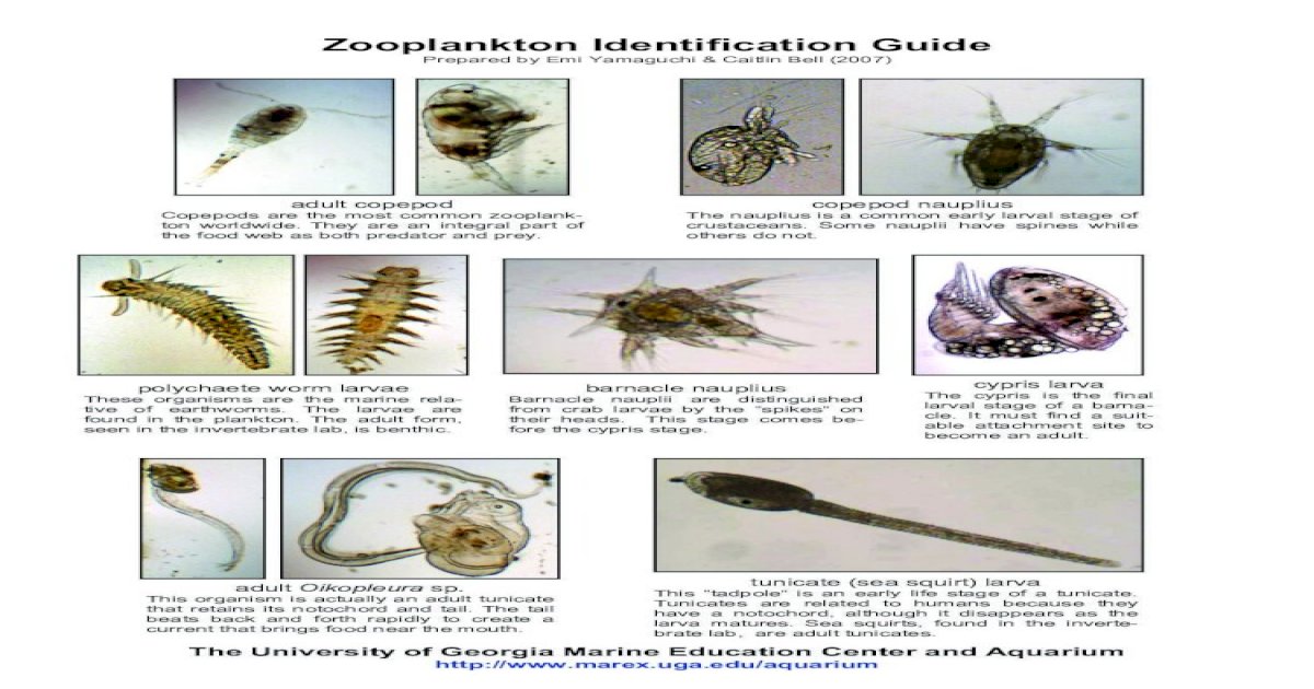 research paper on zooplankton diversity